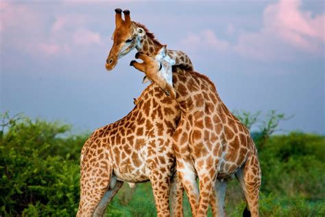 scientists shed new light on the sex life of giraffes