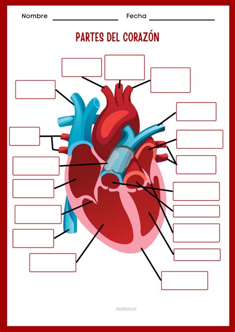Esquema del corazón humano y sus partes en Powerpoint y PDF