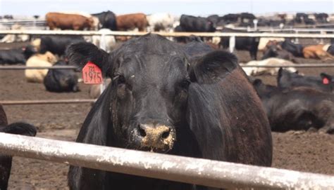 Adapting To Survive In The Cattle Feeding Business Brownfield Ag News