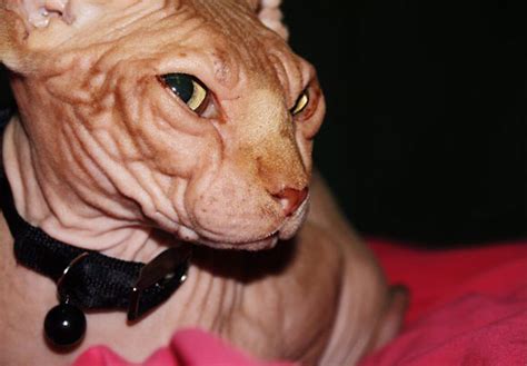 Hairless Eyeless Cat Named Jasper Is A Viral Internet Star