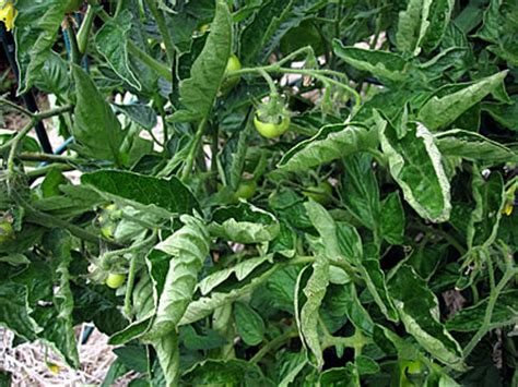 Curled leaves and flowers on tomatoes q. Tomato Plants Problems Leaves Curling | Cromalinsupport