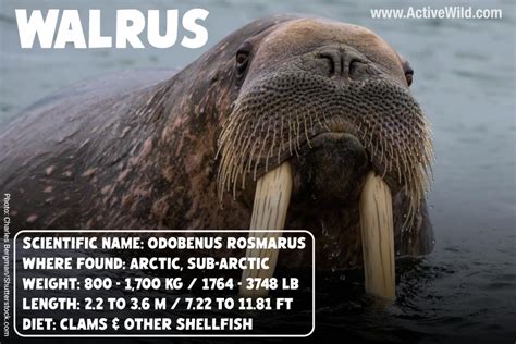 Walrus Facts And Pictures Discover The Iconic Tusked Arctic Animal