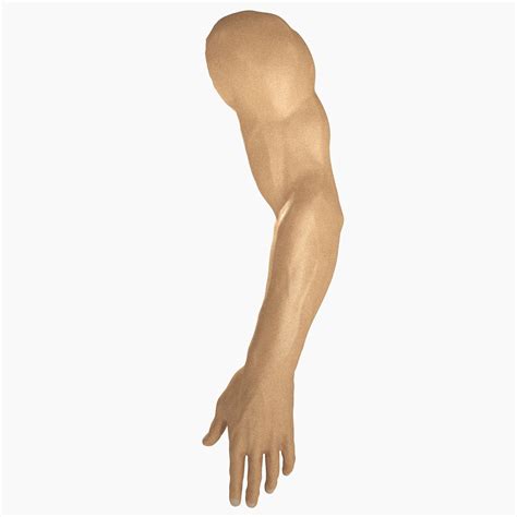 Male Arm Anatomy D Model Fbx Max Ma Obj Free D