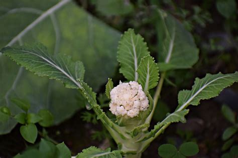 Cantaloupes need plenty of water, but not enough to make a soggy garden. Companion Plants - GP