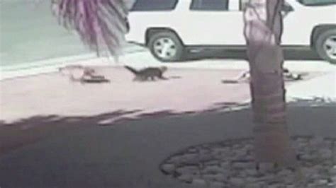 Cat Saves Boy From Dog Attack In California Bbc News