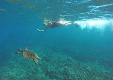 Honolua Bay The Best Snorkeling In Maui