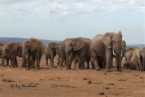 The Great Elephant Census Nature On The Edge