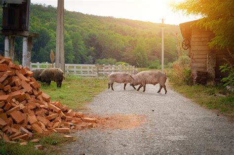 Pigs Walk On The Road In The Countryside Stock Image Image Of Road