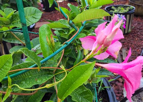 Mandevilla And Dipladenia Although Similar Flowers One Is Vine Other