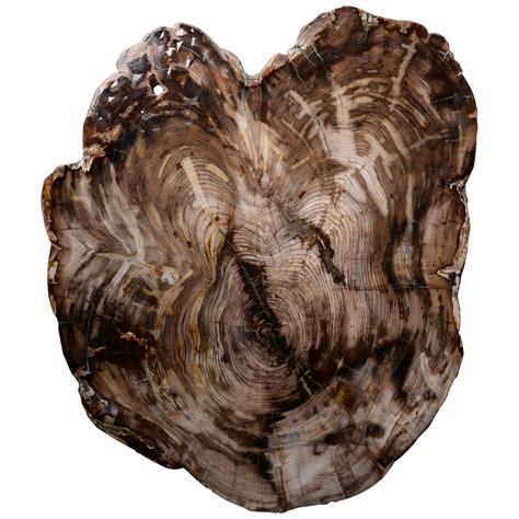 Home And Living Home Décor Large Petrified Wood Slab Fossilized Wood