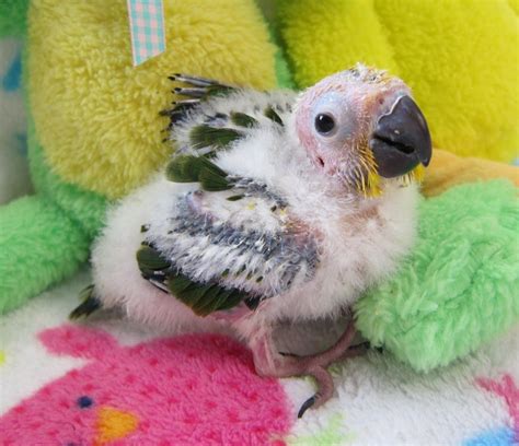 Baby Female Sunday Conure 5 Weeks Old Conure Baby Olds