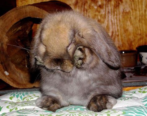 A Horse Of Course And Rabbits Too Cute Pictures Of Baby Rabbits
