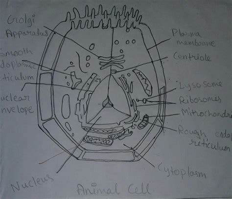 Feb 19, 2021 · ensure that the parts are correctly labelled. Draw a well labeled diagram of animal cell and plant cell ...