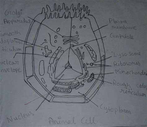 Study the two diagrams of plant and animal cells below. Draw a well labeled diagram of animal cell and plant cell ...