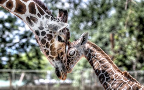 Baby Giraffes Wallpaper