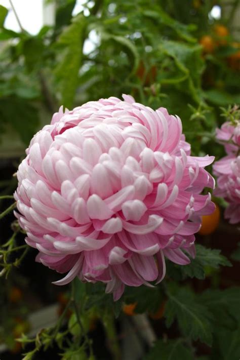 Allouise Pink Chrysanthemum Flowers Peonies