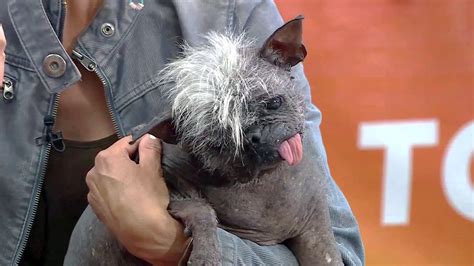 Watch Today Excerpt ‘worlds Ugliest Dog Mr Happy Face Stops By