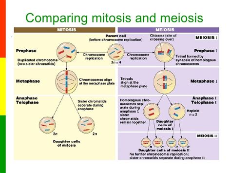 lesson 6a the stages of meiosis