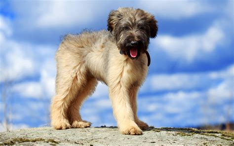 Briard Puppies Behavior And Characteristics In Different Months Until