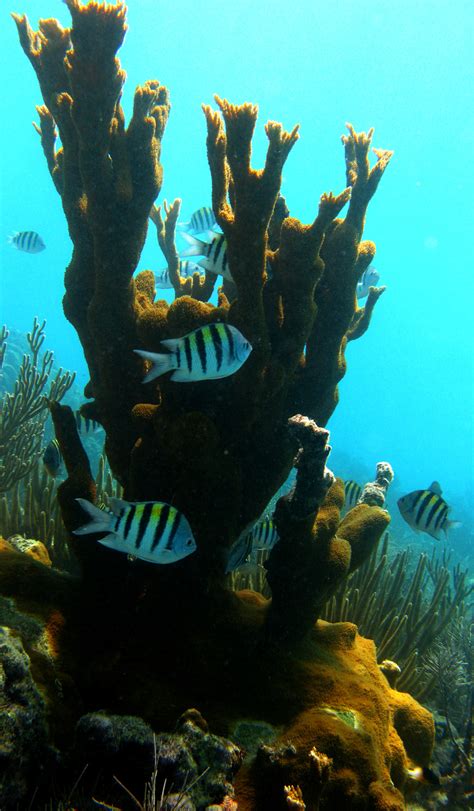 Reef Relief Protecting Coral Ecosystemsrefried Hippie