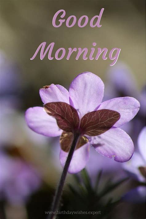 Looking for the best morning flower images? 60 Beautiful Flower Images with Inspiring Good Morning Quotes