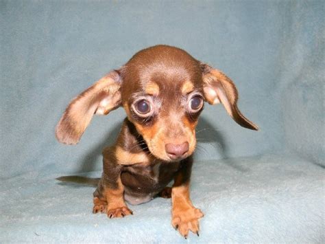 Loves to run and play and is very social with other dogs.they make excellent dogs if you have a small apartment but they also love big yards to run wild in. So adorable . . . | Chiweenie puppies, Chiweenie