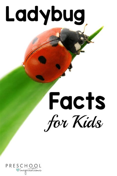 Ladybug Facts For Kids Facts For Kids Ladybugs Preschool Ladybug