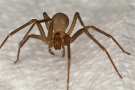 10 Spider Species Found In Arizona With Pictures Pet Keen