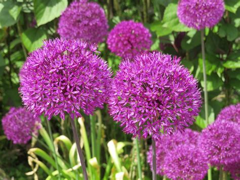 Fleurs Mauves Vari T S Pour Un Jardin Enti Rement Violet