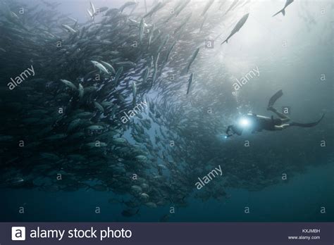 Underwater View Of Scuba Diver Diving Among Shoaling Jack Fish In Blue