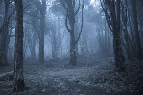 Forest At Night Photography