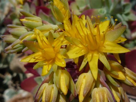 Cute & funny succulent name suggestions. yellow flowers (succulent plants) | Flickr - Photo Sharing!