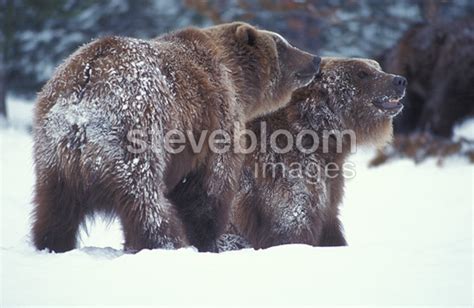 Grizzly Bears Mating Yellowstone Np Usa