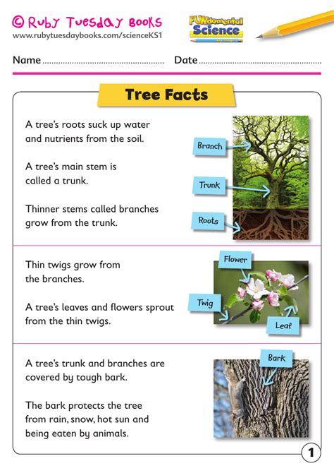 Ks1 Science Plants Tree Facts Teaching Resources Trees To Plant