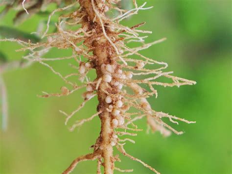 How To Identify Control And Deal With Root Knot Nematodes Nitrogen