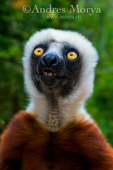 Diademed Sifaka Lemur Propithecus Diadema Vakona Forest Reserve