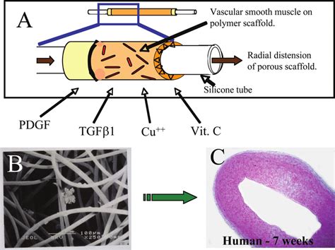 General Principles Used In Vascular Tissue Engineering A Vascular