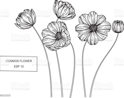 Browse our selection of one line art prints and find the perfect design for you—created by our community of independent artists. Cosmos Flowers Drawing And Sketch With Lineart On White ...