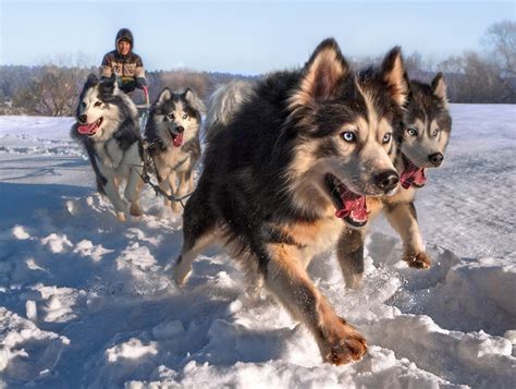 Siberian Husky Sled Dogs Pics