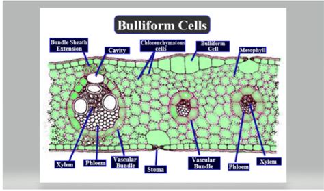 Bulliform Or Motor Cells Are Present Inadicot Stembupper Epidermis