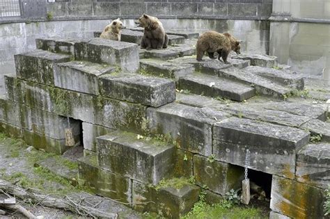 Die Berner Bären Sitzen Wieder Im Loch Berner Zeitung