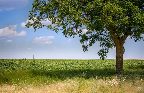 Countryside Fields And Green Tree Background High Quality Free
