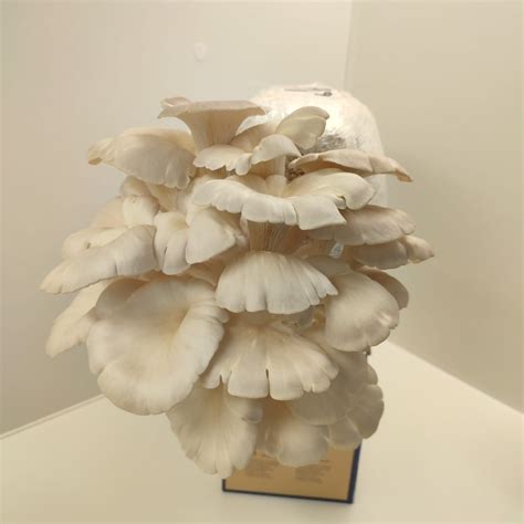 White Oyster Mushroom Pleurotus Ostreatus Grain Mycelium