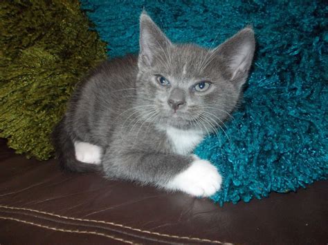 Male Grey And White Kitten For Sale Newton Aycliffe