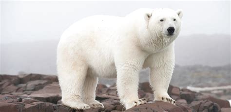 Large Polar Bear For Sale In Uk 77 Used Large Polar Bears