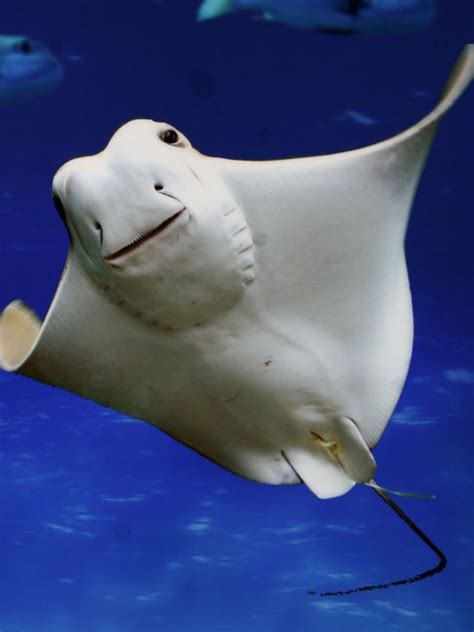 Sooooooo Happy To See You Ocean Animals Underwater Creatures Ocean