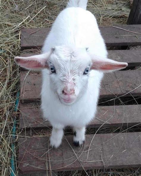 The Essential Baby Goat Care Info You Need To Know Boots And Hooves