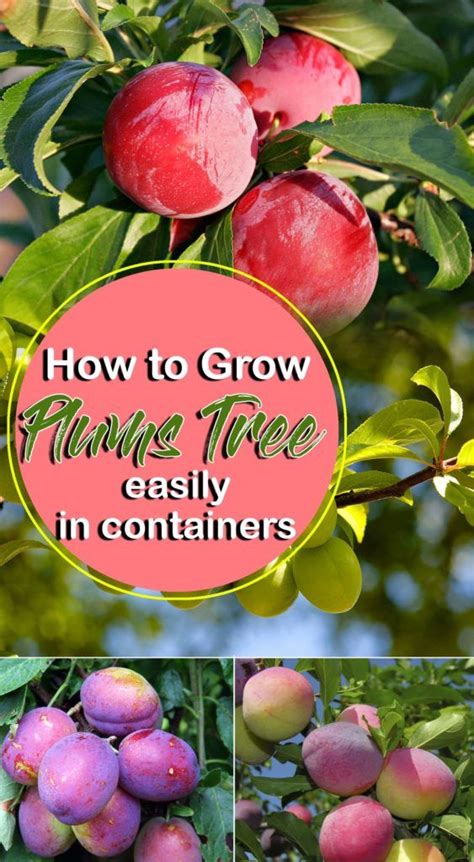 How To Grow Plum Tree In Containers Growing Plums Prunus Fruit