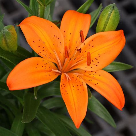 Aug 10, 2021 · the calyces look like small lanterns hanging off the plant, hence its common name. Orange Asiatic Lily | Orange lily flower, Day lilies ...
