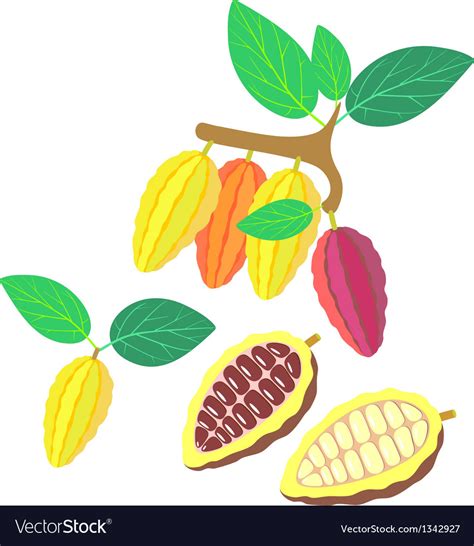 Cocoa Royalty Free Vector Image Vectorstock